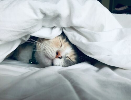 Sleep and the Ayurvedic Clock